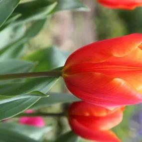 Veronique Sanson Tulip (Tulipa Veronique Sanson) Img 2